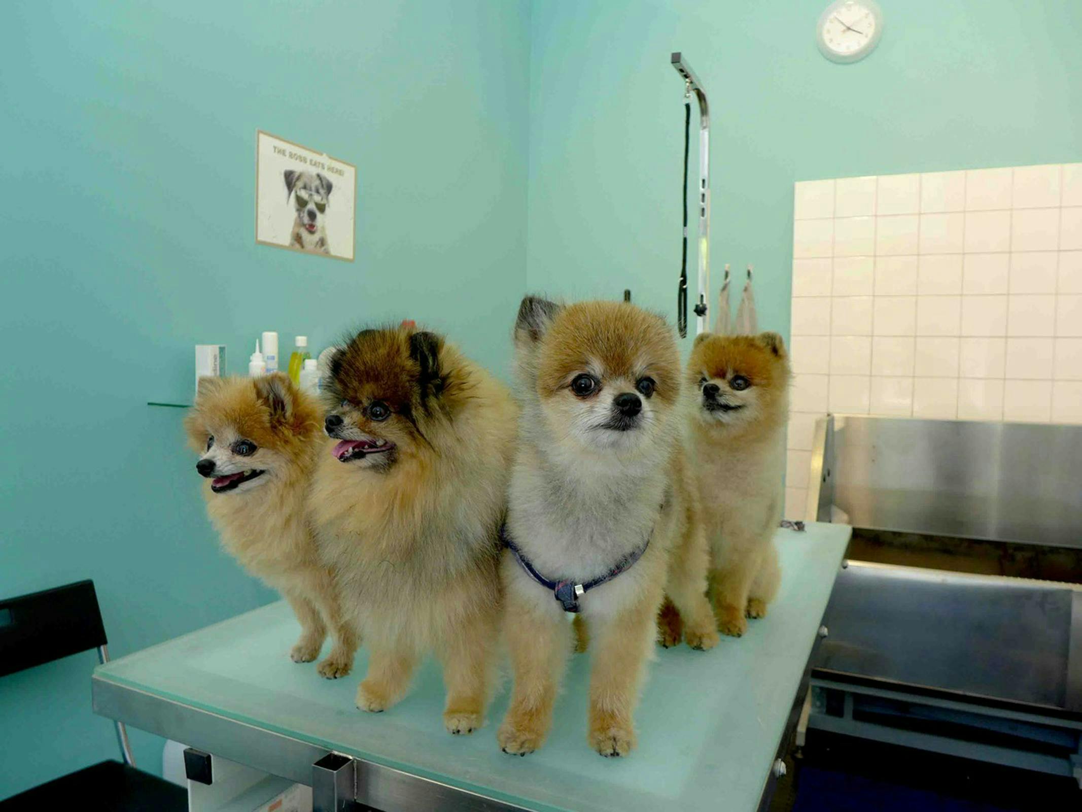 dog mammal animal canine pet doctor